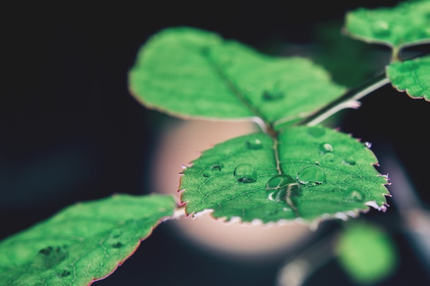 Drops on the leaves