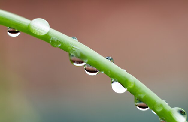 Drops on the leaves