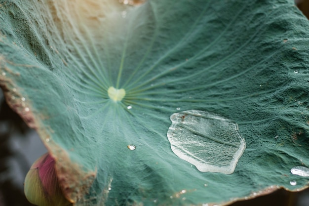 Drops on lotus leaf.