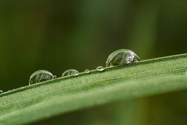 Photo drops of morning dew on the grass closeup