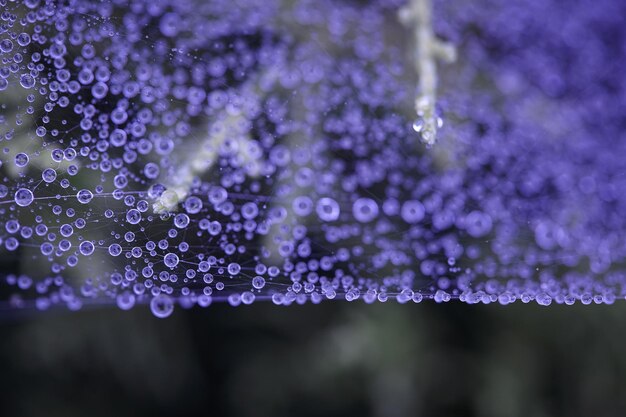 Drops of morning dew in the web. Image with purple filter. Concept about network and connections