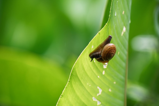 Фото Капли воды падают на улитку, которая цепляется за заднюю часть листья банана после дождя