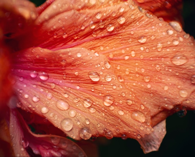 写真 花びらに水滴