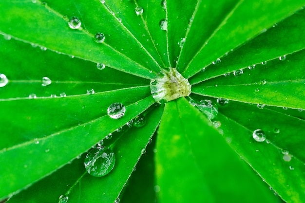 緑の葉に落ちる。一滴の反射。マクロ写真。露の大きな滴。緑の葉の雨滴。水滴。