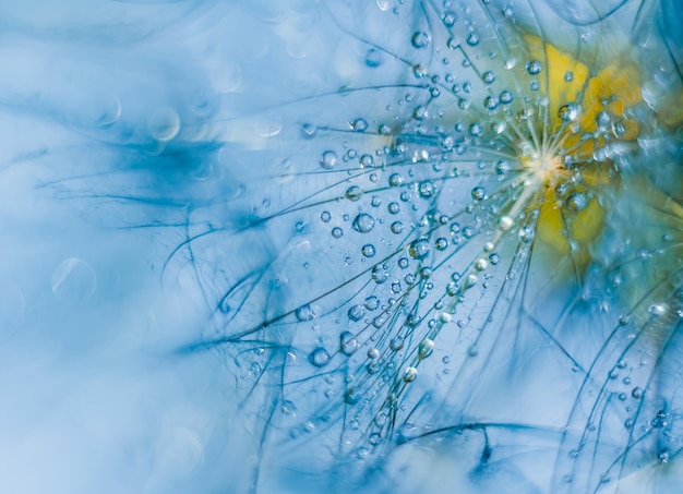 花びらに水滴がぼやけた背景マクロ花びらの写真花のカードデザインの液滴