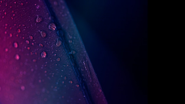 Photo drops of purple feather surface against black backdrop