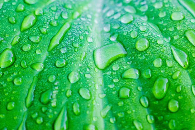 Photo drops of rain on  bright green leaf of  hosta