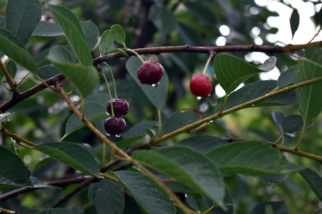 Drops of rain on cherry berries