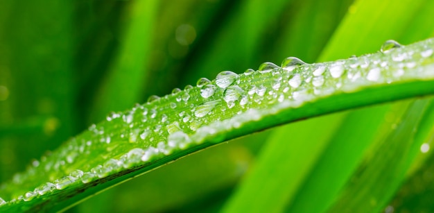 Drops of rain on a green leaf of iris 