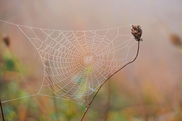 drops on the spider web in the nature                