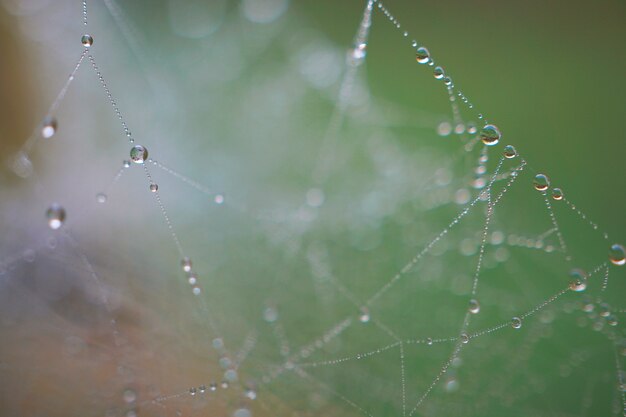 Photo drops on the spider web