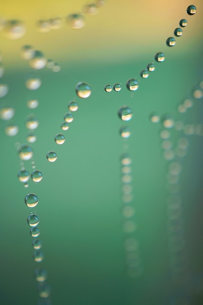                              drops on the spider web  