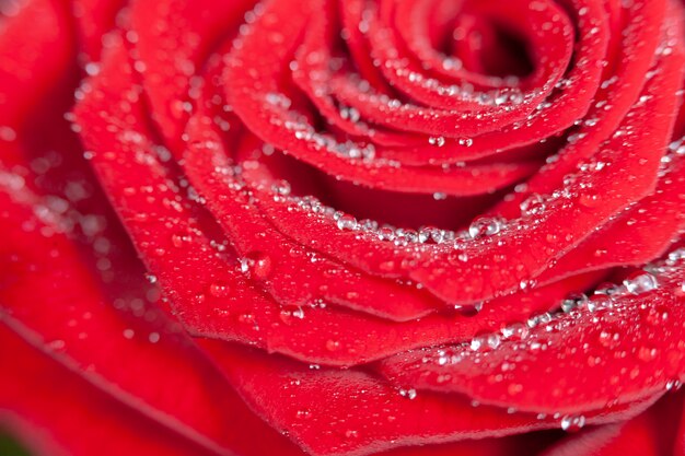 Gocce di rugiada trasparente sui petali di una rosa rossa.