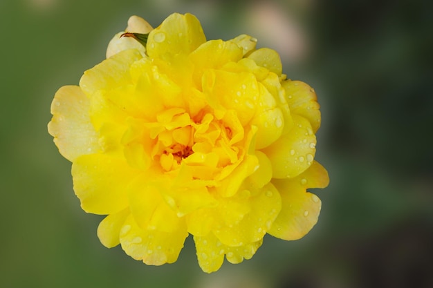 Drops of transparent dew shine on a yellow rose