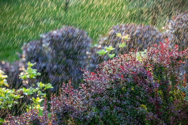 暖かい夏の雨の滴がメギの真っ赤な葉に落ちる