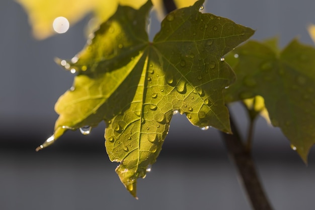 カエデの葉に雨が降った後の水滴