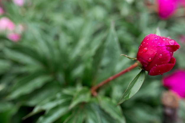 Drops of water on a crimson rose bud Blurred background Macro Garden garden floriculture