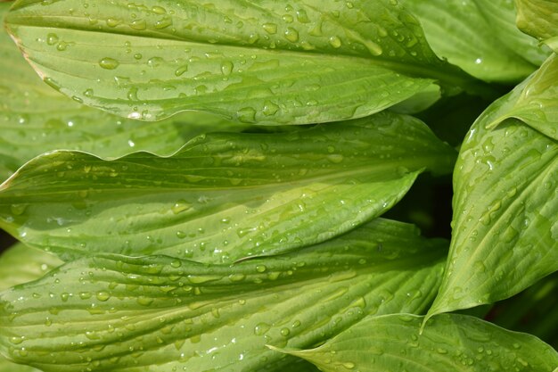 Drops of water on flower leaves