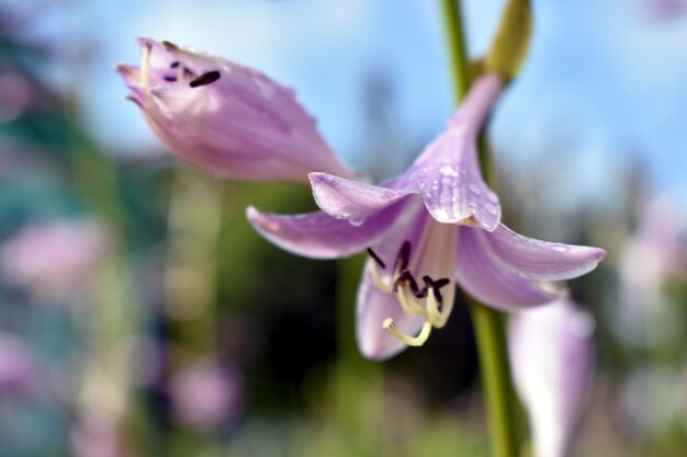 Gocce d'acqua sui petali dei fiori