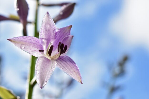 Gocce d'acqua sui petali dei fiori