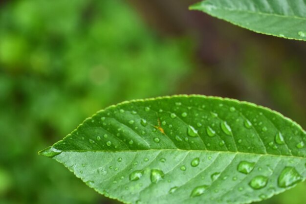 Drops of water on a green leaf