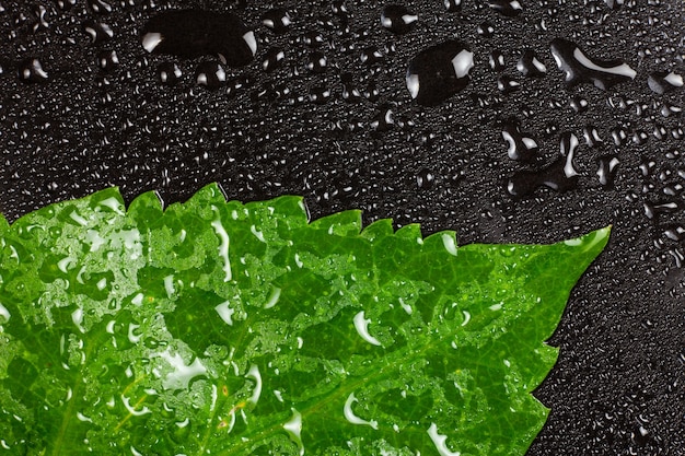 Drops of water on green leaves.