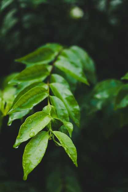 Photo drops of water on green leaves.