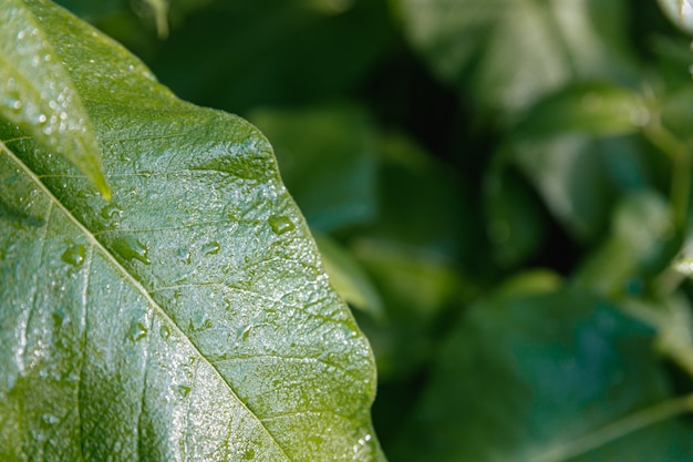 Drops of water on a large green leaf