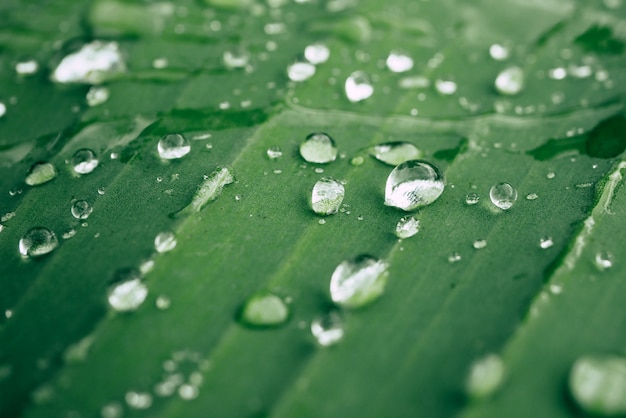 Drops of water on the leaves. green nature background