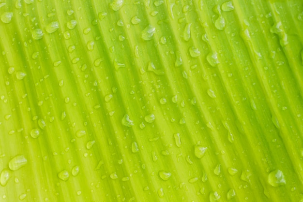 Drops of water on the leaves. green nature background