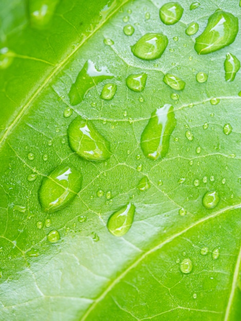 Drops of water on the leaves. green nature