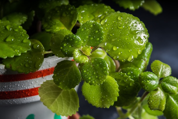 年間を通じて緑の植物の葉の上に水の滴