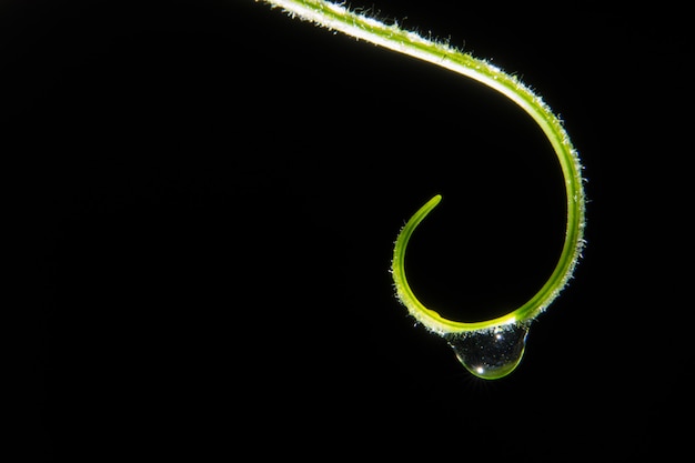 Drops of water on Mustache