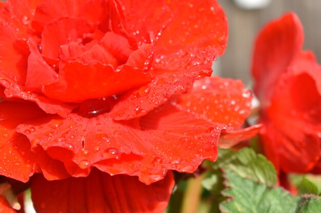 Gocce d'acqua su petali di rosa scarlatta