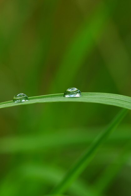 Drops