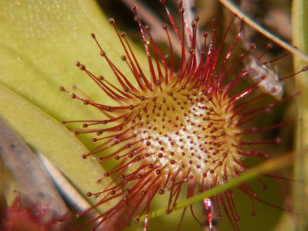 Drosera rotundifolialoire france