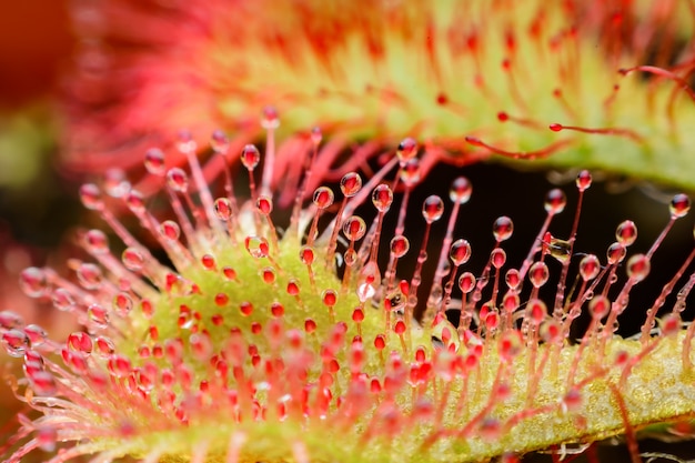 Foto drosera