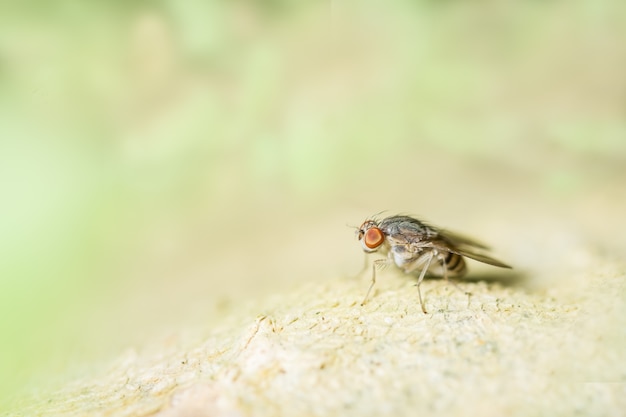 Drosophila on the leaf