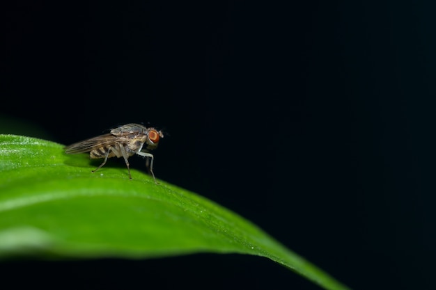 Drosophila on the leaf