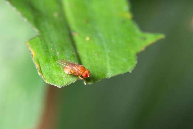 Drosophila macro op groene bladeren