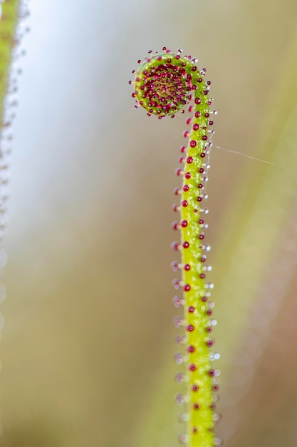 Foto drosophyllum lusitanicum è una pianta insettivora, l'unica specie della famiglia delle drosophyllaceae