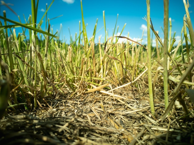 Drought on the field Harvest loss