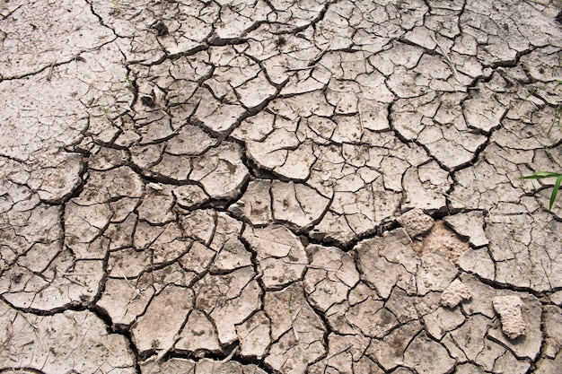 Photo drought in rice fields, concept drought.