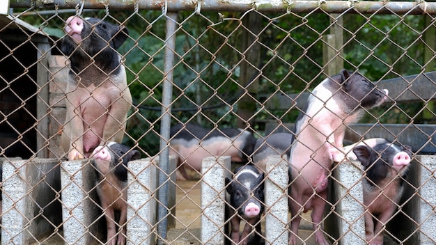 사진 농장에서 촬영한 농장에서 귀여운 새끼 돼지를 몰다