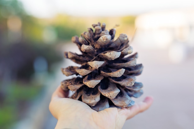 Drown Pine cone in the hand on sunlight