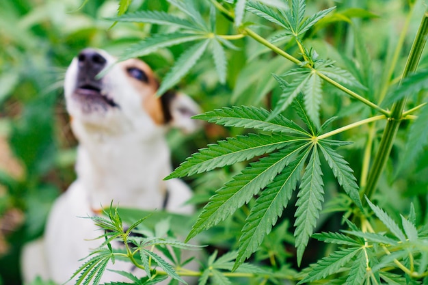 A drugseeking dog barks at cannabis plants