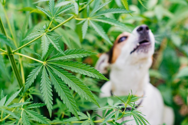 Собака, ищущая наркотики, лает на растения каннабиса