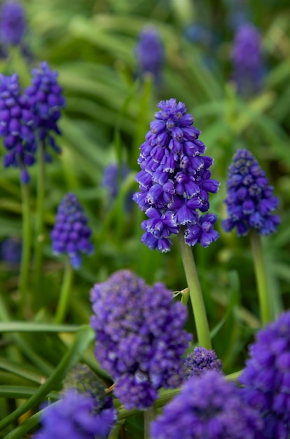 Druif hyacint Blauwe lente muscari in de lentetuin Mooie bokeh achtergrond buitenshuis close-up