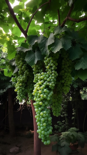 Druiven aan een wijnstok in de tuin