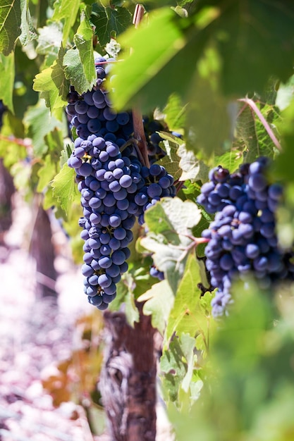 Foto druiven in de wijngaard klaar voor de oogst